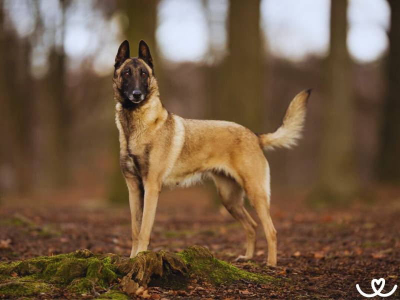 Plemeno-belgicky-ovcak-malinois (9)